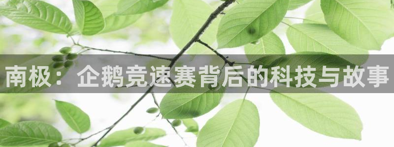 nba直播在线观看919：南极：企鹅竞速赛背后的科技与故事