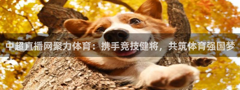 919直播间：中超直播网聚力体育：携手竞技健将，共筑体育强国梦