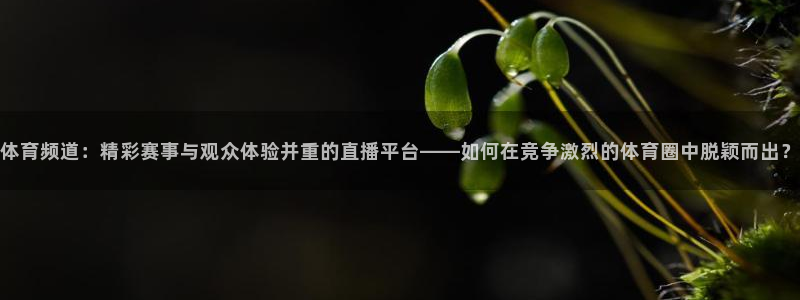 919体育专业直播平台：体育频道：精彩赛事与观众体验并重的直播平台——如何在竞争激烈的体育圈中脱颖而出？